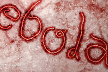 dịch bệnh ebola