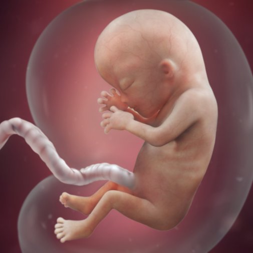 Sự phát triển của thai nhi tuần 13