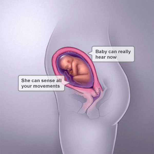 Sự phát triển của thai nhi tuần thứ 23