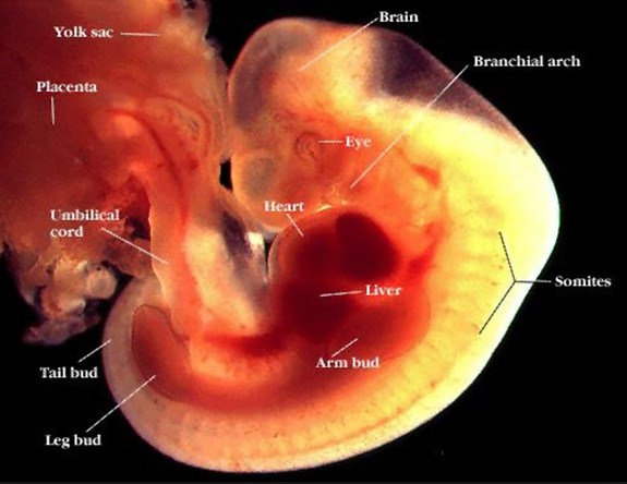 Tuần thứ 6 của thai kỳ là sự phân chia mạnh mẽ các bộ phận cơ thể 