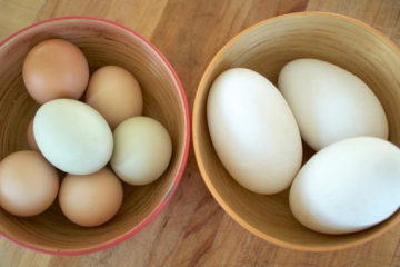 Ăn trứng ngỗng có giúp cho thai nhi thông minh hơn không?