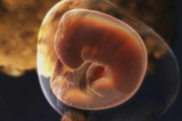 Quá trình hình thành các bộ phận của thai nhi
