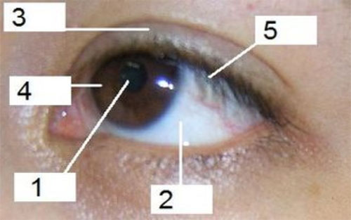cấu tạo của mắt