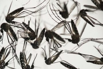 Chấn động: Virus Zika có thể làm teo tinh hoàn