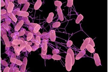 Châu Âu xuất hiện siêu vi khuẩn kháng mọi kháng sinh