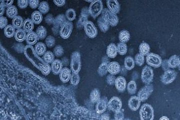Cảnh báo vi rút H7N9 đột biến có thể lây lan thành đại dịch