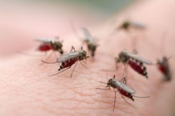 Brazil thả muỗi biến đổi gen để ngăn chặn sốt xuất huyết