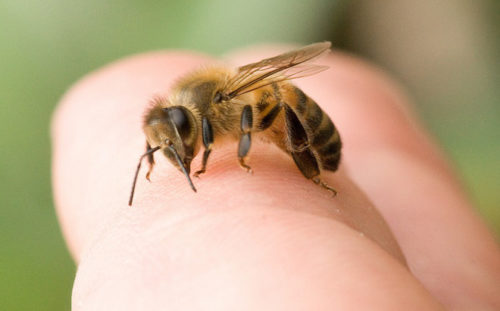 ong-mat-honey-bees