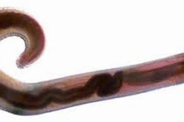 Giun đầu gai do Gnathostoma spinigerum – Nguy hiểm rình rập