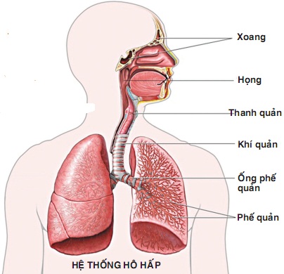 Hệ hô hấp của người