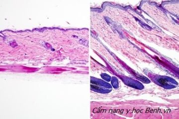 Kích hoạt tế bào gốc mở ra hy vọng mới cho những người hói đầu Kích hoạt tế bào gốc mở ra hy vọng mới cho những người hói đầu
