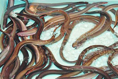 Lươn nuôi bằng thuốc tránh thai rất béo