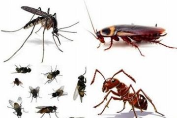 Các loại côn trùng có hại cho sức khỏe