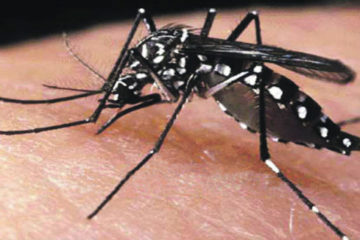 Muoi-Aedes-aegypti