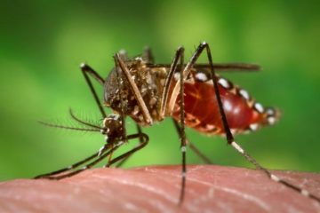 Cảnh báo muỗi vằn gây dịch bệnh sốt xuất huyết