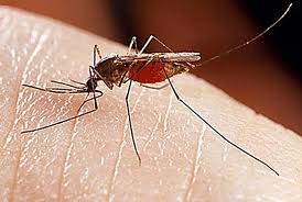 Lý giải mới về việc muỗi không thể lây nhiễm HIV