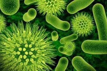 Những điều thú vị về vi khuẩn xung quanh chúng ta