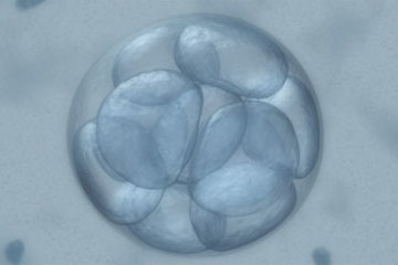 Phát hiện độc đáo về sự hình thành phôi tế bào người