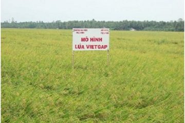 Quy trình sản xuất gạo theo tiêu chuẩn VietGap liệu có đảm bảo