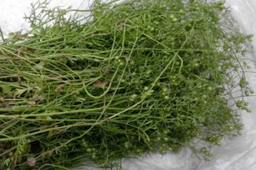 Những Lưu Ý Khi Sử Dụng Lá Mùi, Hạt Mùi Để Phòng Bệnh Sởi - Benh.Vn