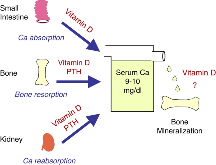 Canxi cần có Vitamin D để được hấp thu vào trong xương