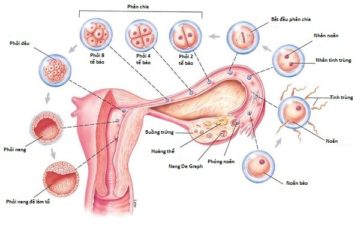 Sinh lý sản phụ khoa sự làm tổ, phát triển của trứng trong buồng tử cung