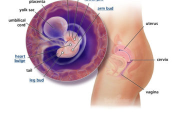 Sự thay đổi của người mẹ và sự phát triển của thai nhi trong 3 tháng đầu thai kỳ