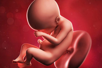 Sinh lý hoạt động tuần hoàn, tiêu hóa, hô hấp, bài tiết thai nhi trong bụng mẹ