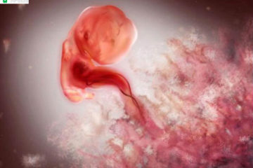 Sau thụ tinh bao nhiêu ngày thai sẽ vào trong buồng tử cung?