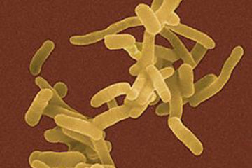 Bệnh truyền nhiễm do trực khuẩn lỵ shigella