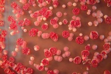 Mỹ: Vi khuẩn chết người lọt ra khỏi phòng thí nghiệm