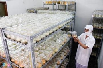 Việt Nam nuôi cấy thành công đông trùng hạ thảo