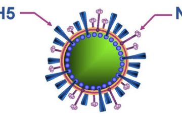 cấu trúc virus cúm A H5N1