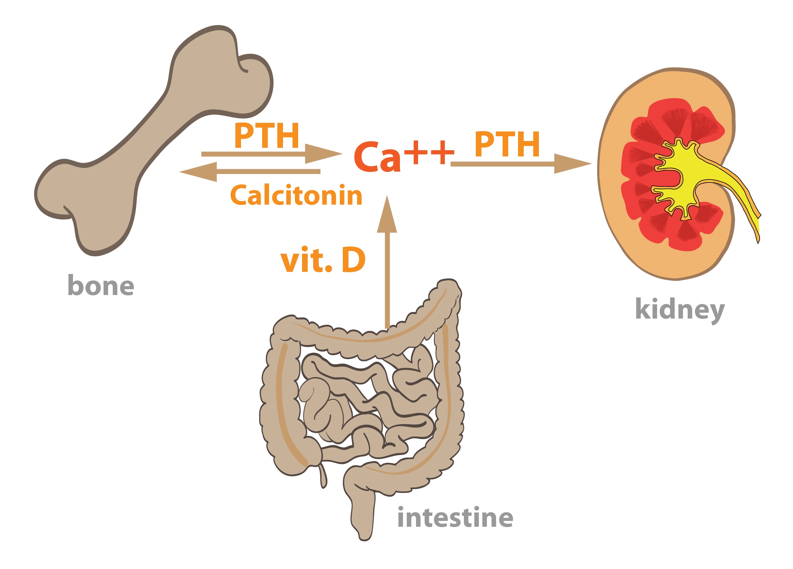 Vai trò của Calcitonin
