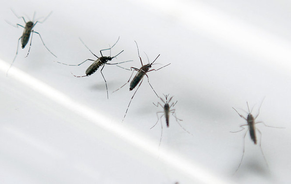 muoi-aedes-aegypti-truyen-virus-dengue