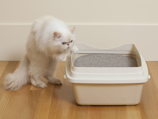 Bạn gặp vấn đề về việc đi vệ sinh của mèo cưng ? Đây là những gì bạn cần biết - 