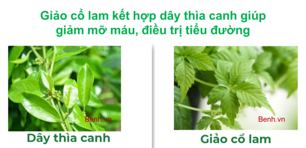 Cay - giao - co - lam - ket - hop - voi - day - thia - canh - giup - gia,m - mo - mai - ho - tro - dieu - tri - tieu - duong