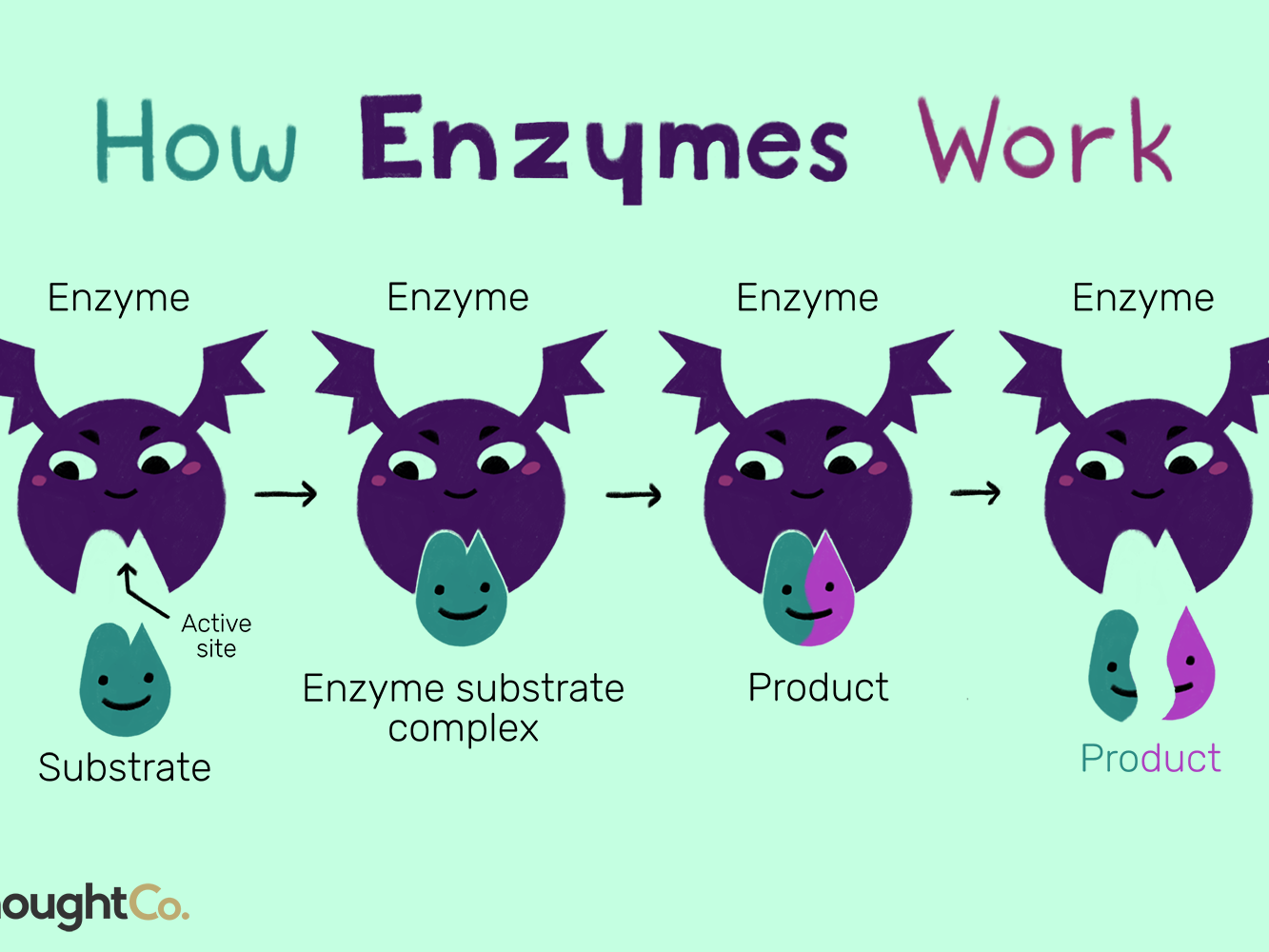 enzyme-trong-men-tieu-hoa