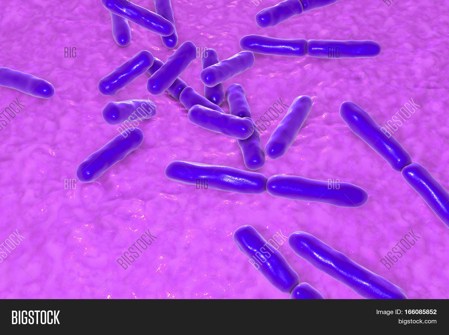 Men-vi-sinh-chua-chung-vi-khuan-bifidobacterium