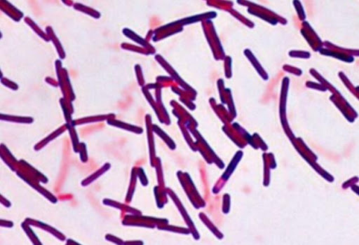 Vi-khuan-Bacillus-subtilis-trong-men-vi-sinh-cua-Nhat-Ban-threelac