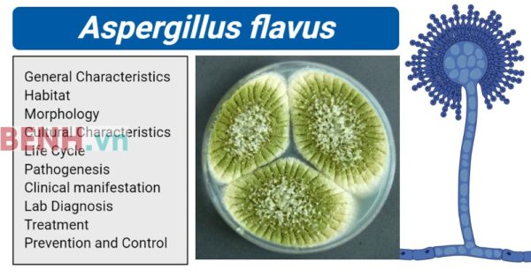 Aspergillus-flavus-234