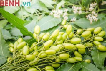 Phương pháp đuổi muỗi tự nhiên bằng dầu neem